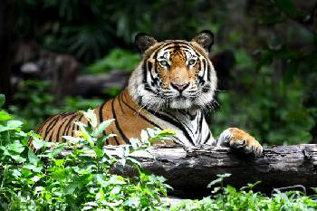 wildlife