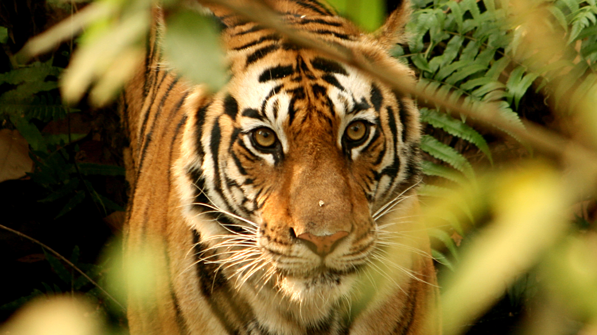 Short Nepal Wildlife Safari Tour