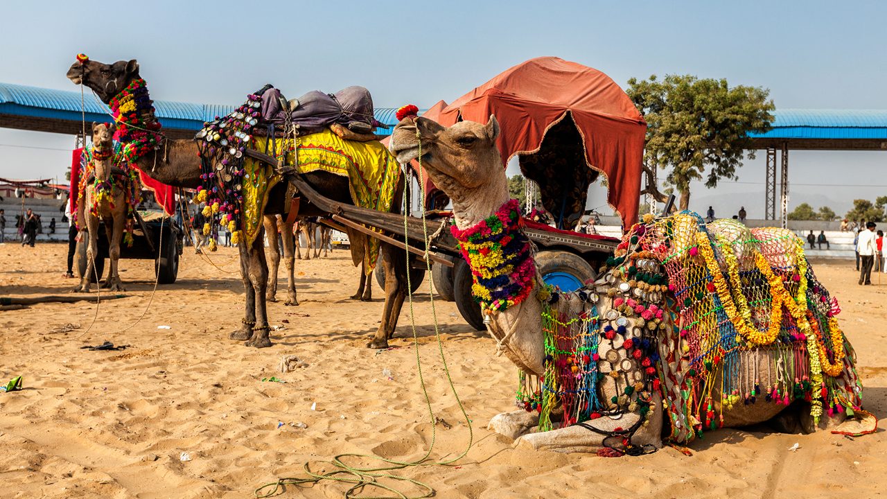 Golden Triangle Tour with Pushkar