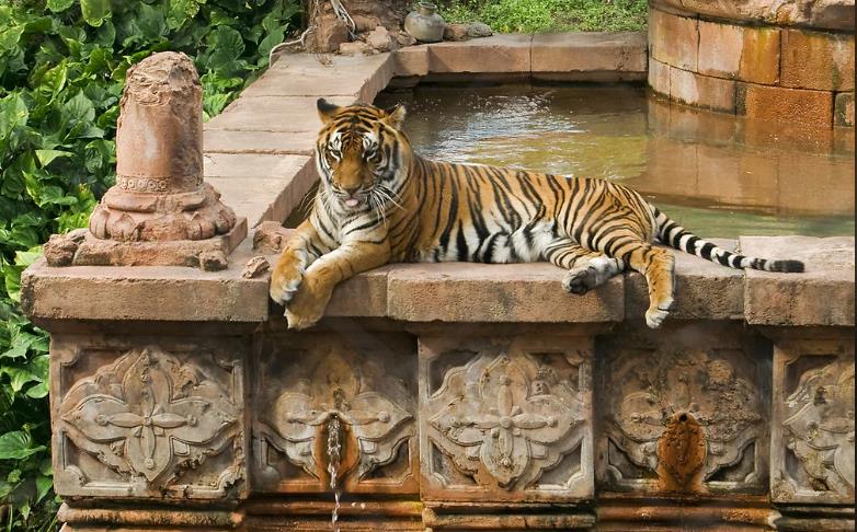 Royal Bengal Tiger at Ranthambhore